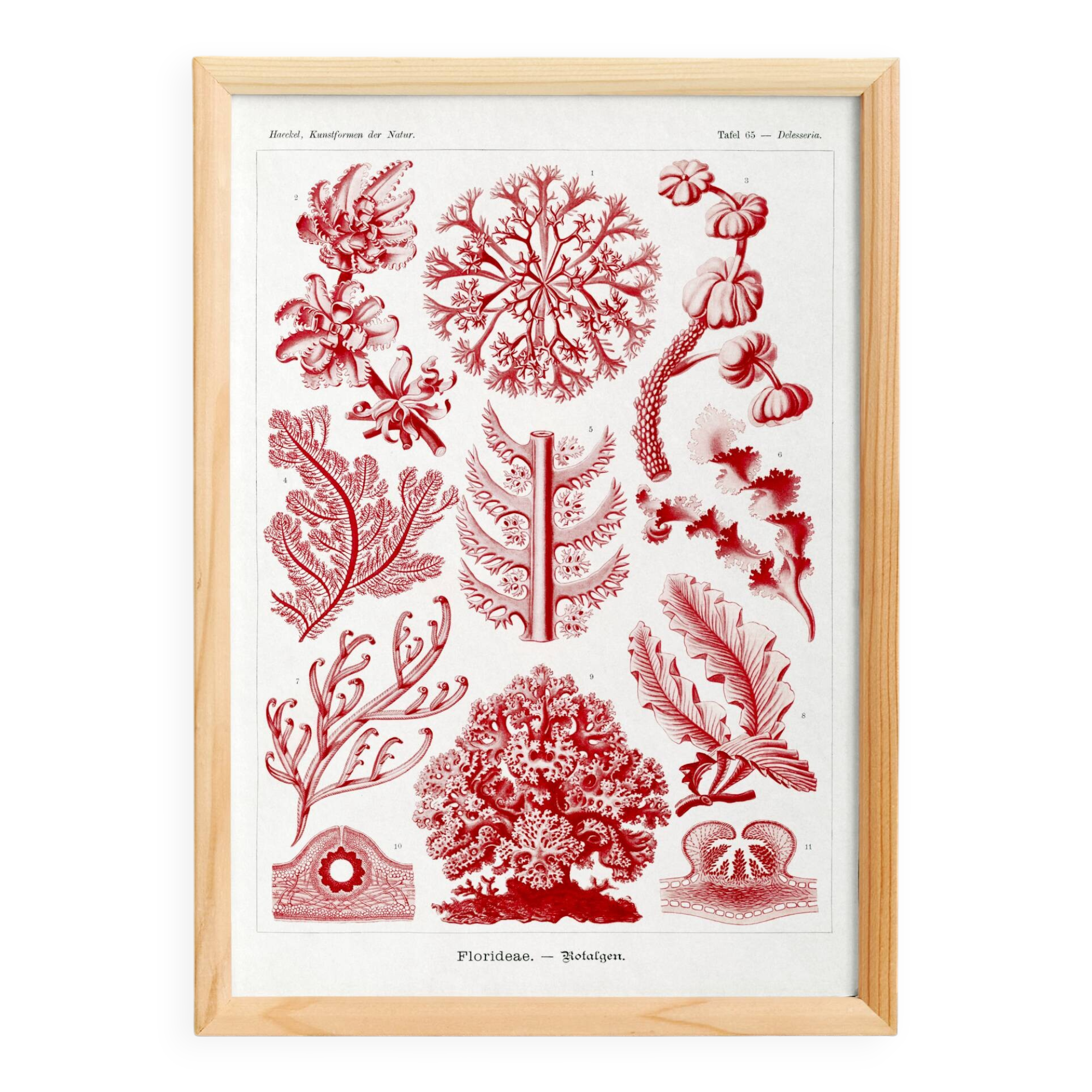 Poster about red algae, based on an old lithograph from 1904.