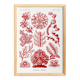 Poster about red algae, based on an old lithograph from 1904.