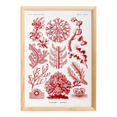 Poster about red algae, based on an old lithograph from 1904.
