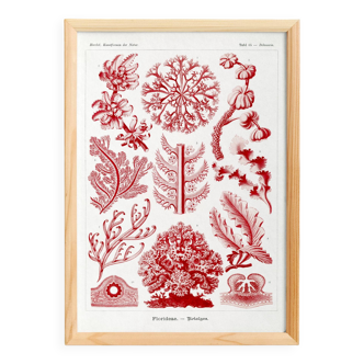 Poster about red algae, based on an old lithograph from 1904.