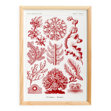 Poster about red algae, based on an old lithograph from 1904.