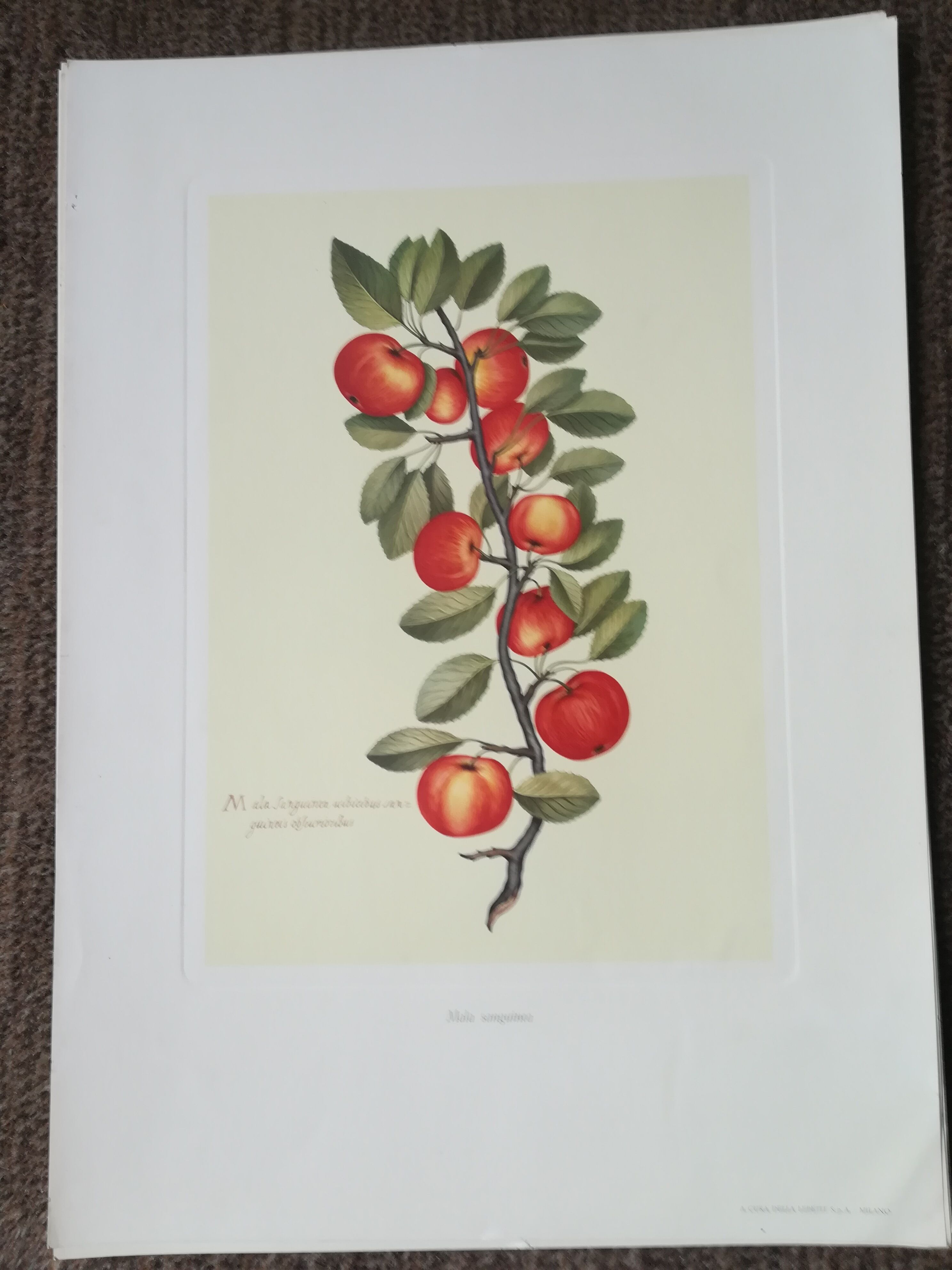 Lot of 6 botanical boards