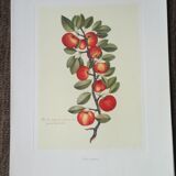 Lot of 6 botanical boards