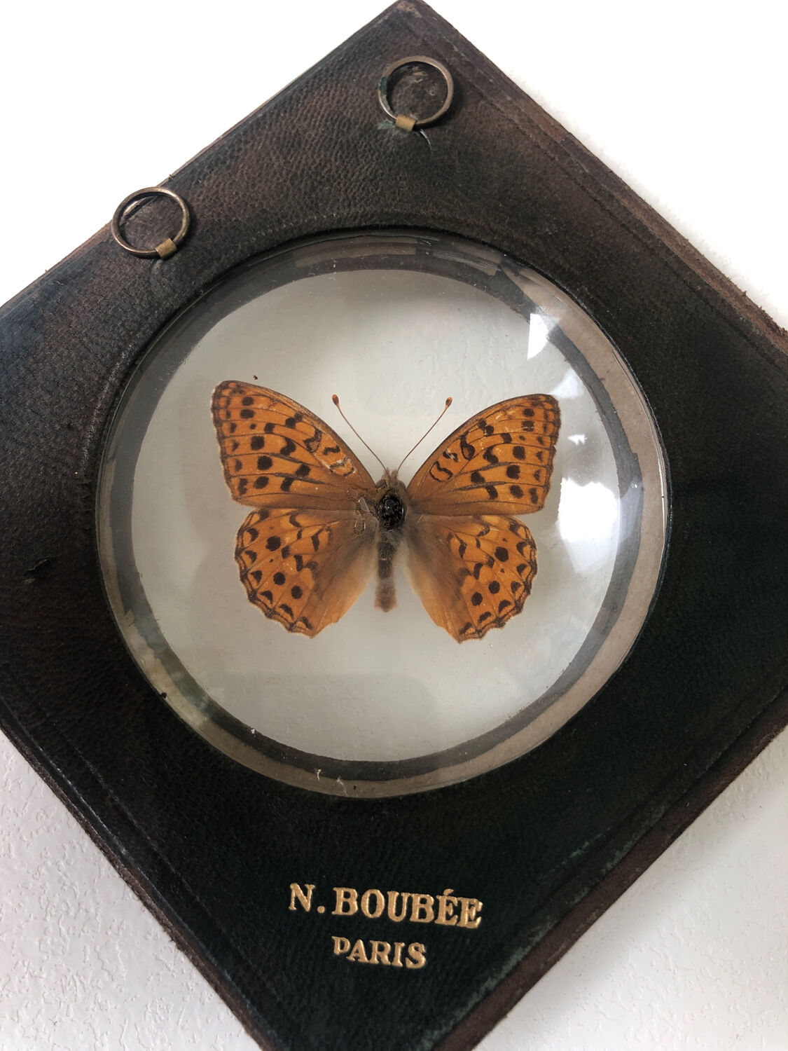 Lot of stuffed butterflies