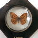 Lot of stuffed butterflies