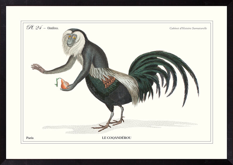 Chimera lithograph animal engraving - the coquandérou