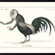Chimera lithograph animal engraving - the coquandérou