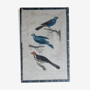 Planche ornithologique originale XVIIIème, Buffon