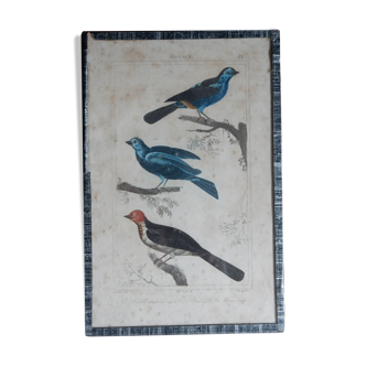 Original ornithological plate XVIIIth Buffon