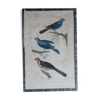 Planche ornithologique originale XVIIIème, Buffon