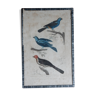 Original ornithological plate XVIIIth Buffon