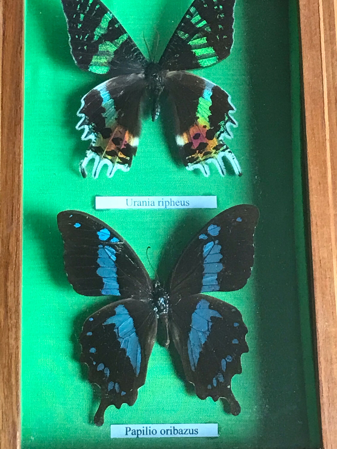 Stuffed butterfly chart