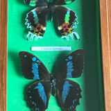 Stuffed butterfly chart