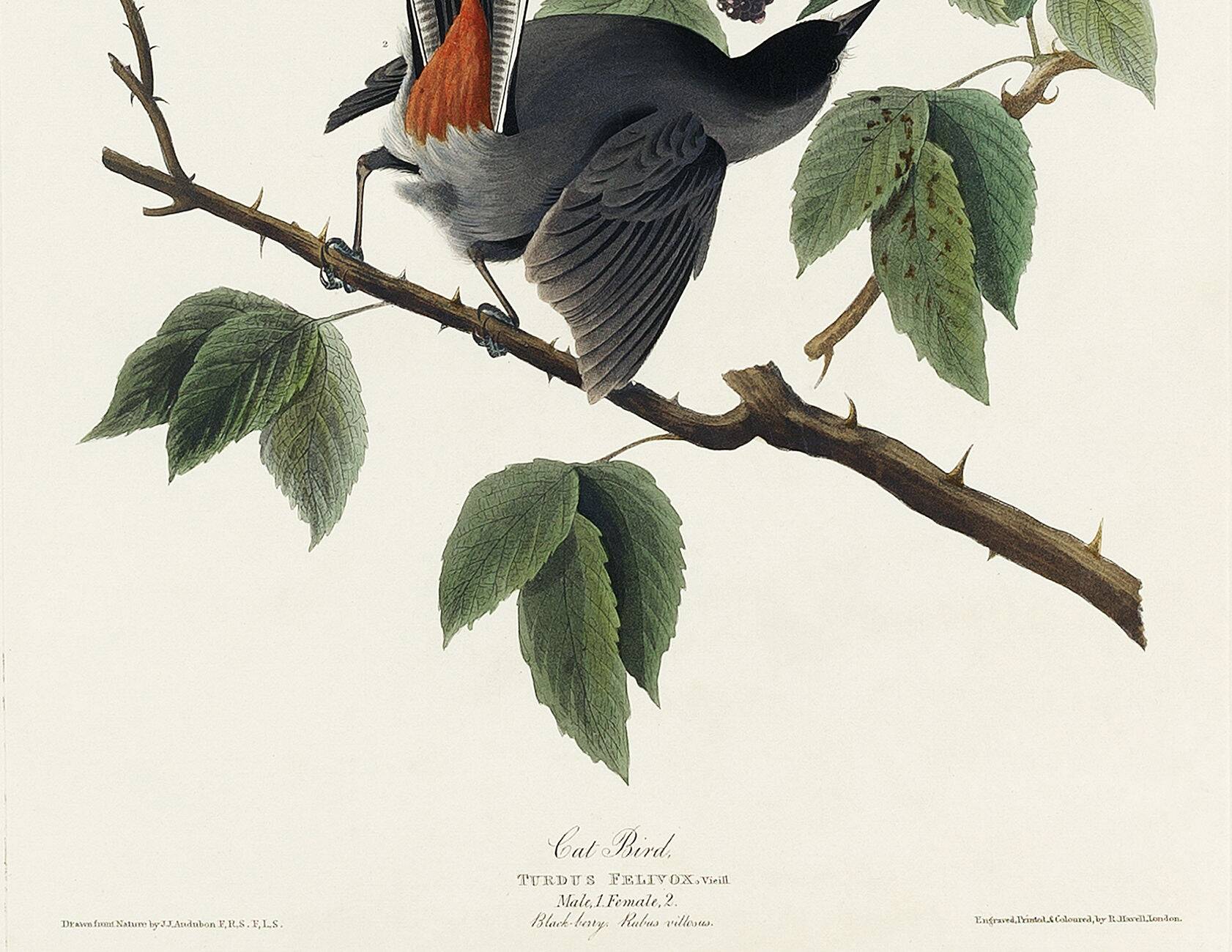 Poster about the Blackbird-Cat, based on an old engraving from 1827.