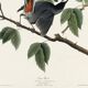 Poster about the Blackbird-Cat, based on an old engraving from 1827.