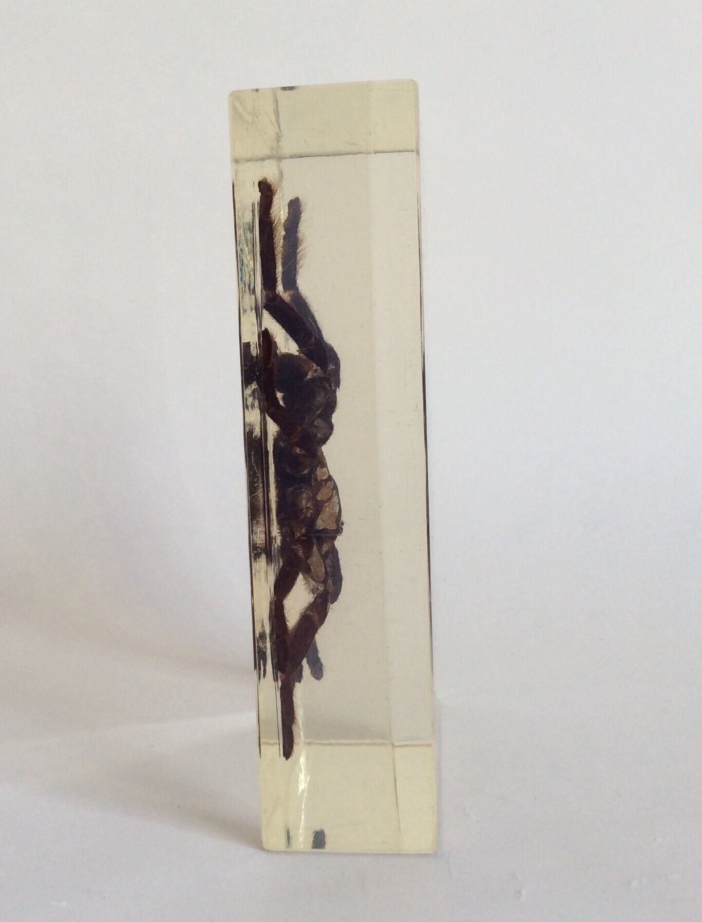 Spider under resin
