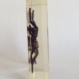 Spider under resin