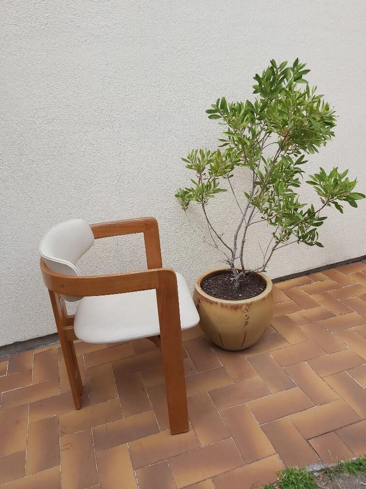 Vintage chair Augusto Savini model Pamplona 60s