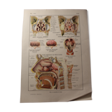 Medical board - anatomy - nose