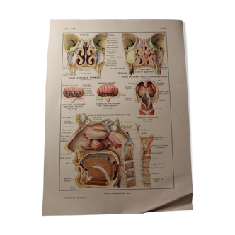 Medical board - anatomy - nose
