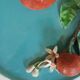 Perret Gentil trompe l'oeil barbotine plate