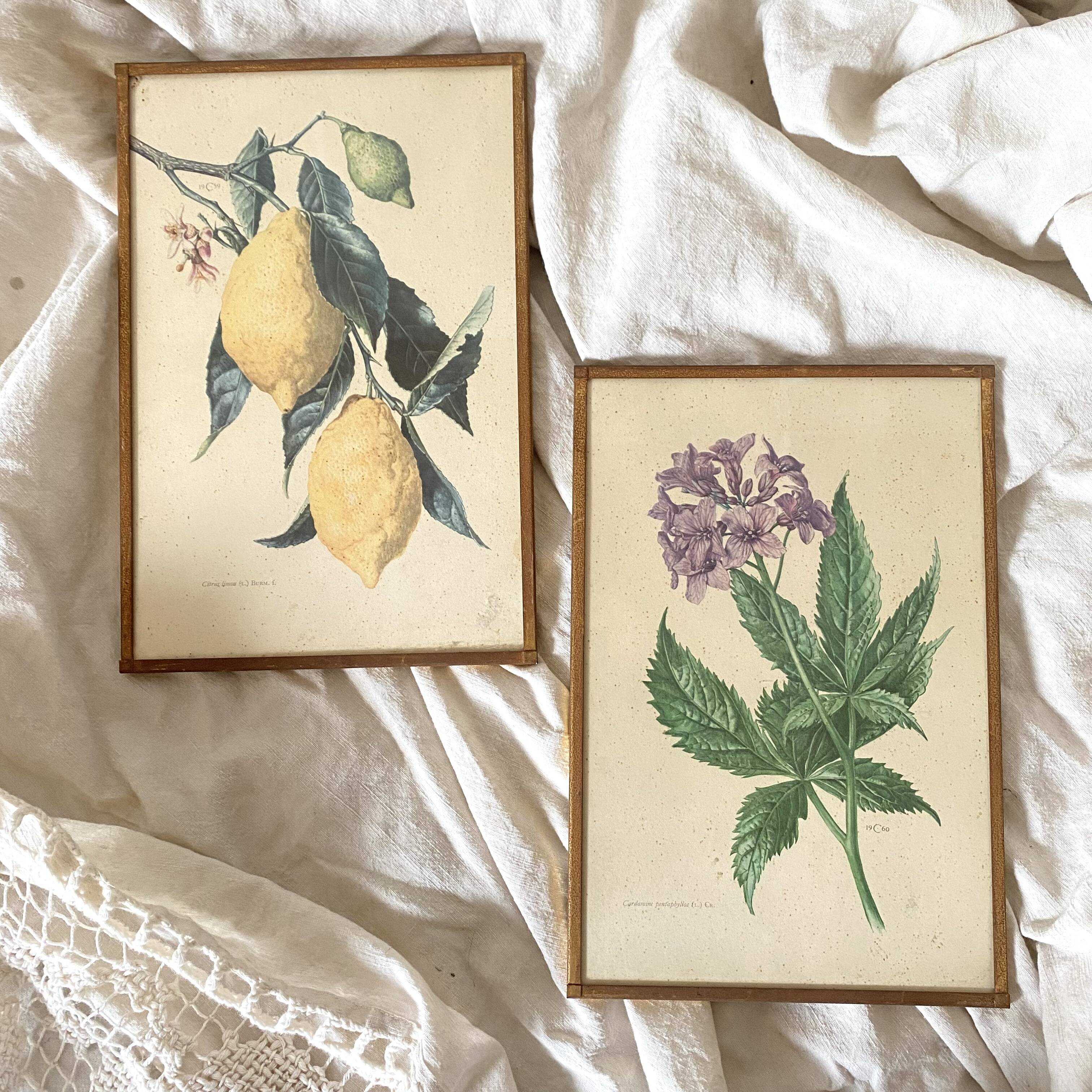 Botanical posters, flower and lemon lithographs, metal frame