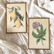 Botanical posters, flower and lemon lithographs, metal frame