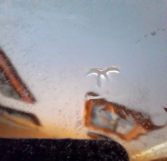 Plat Crabe 1960