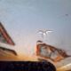 Plat Crabe 1960