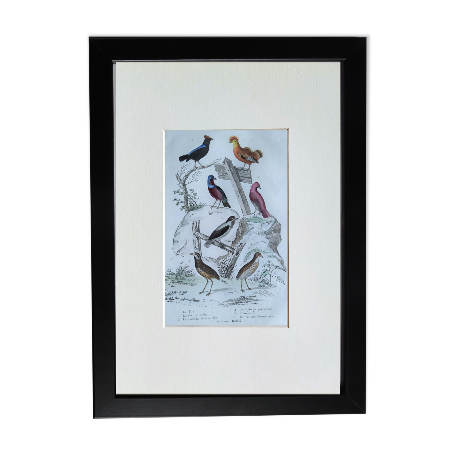 6 original ornithological plates "Buffon 1837"