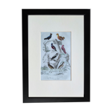 6 original ornithological plates "Buffon 1837"