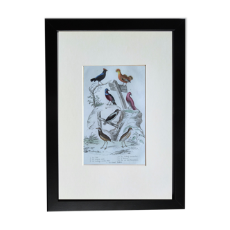 6 original ornithological plates "Buffon 1837"