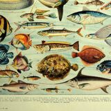 Old lithograph 1928 A. Millot - Fish