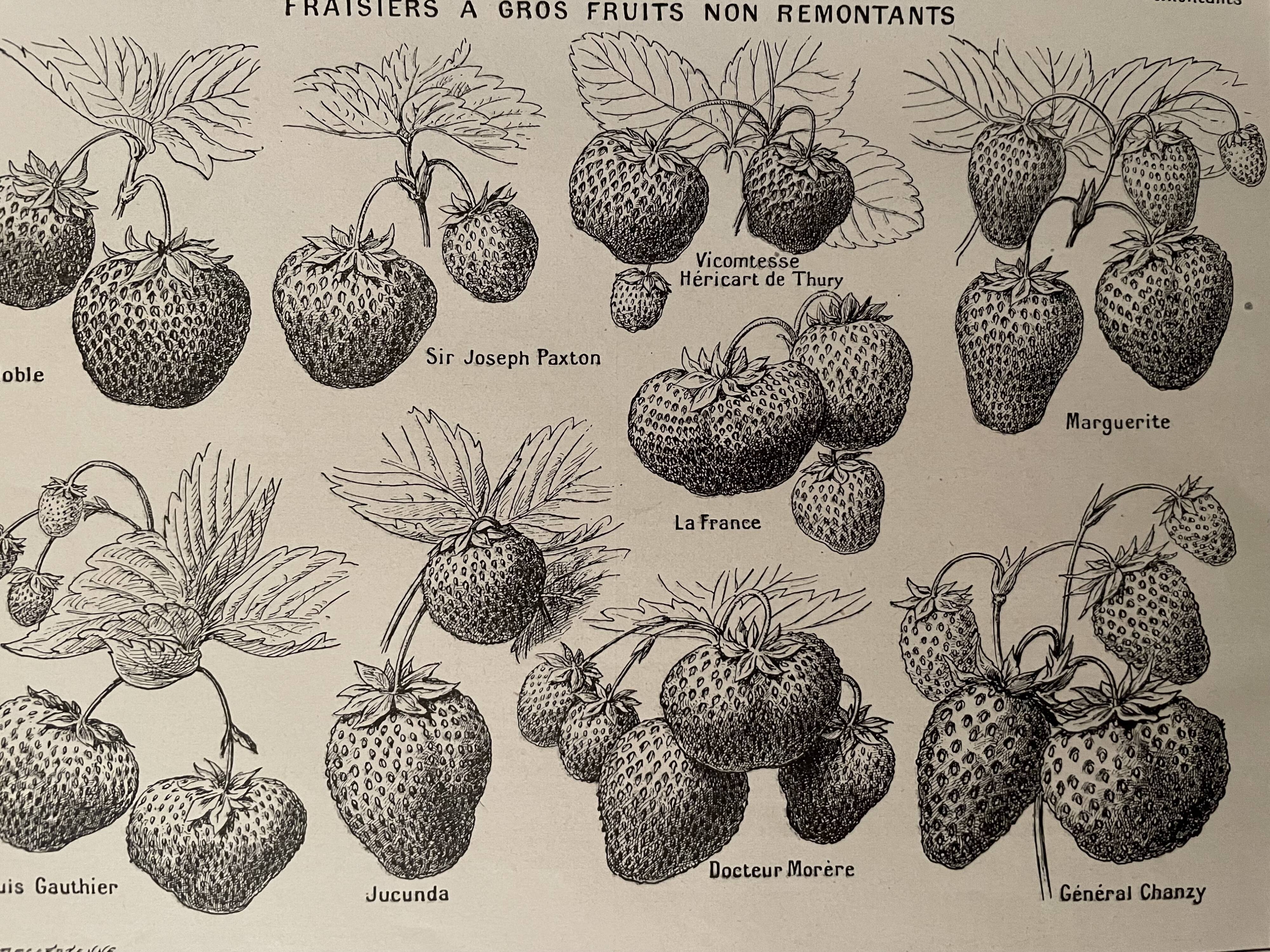 Lithograph on strawberries from 1921