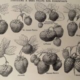 Lithograph on strawberries from 1921