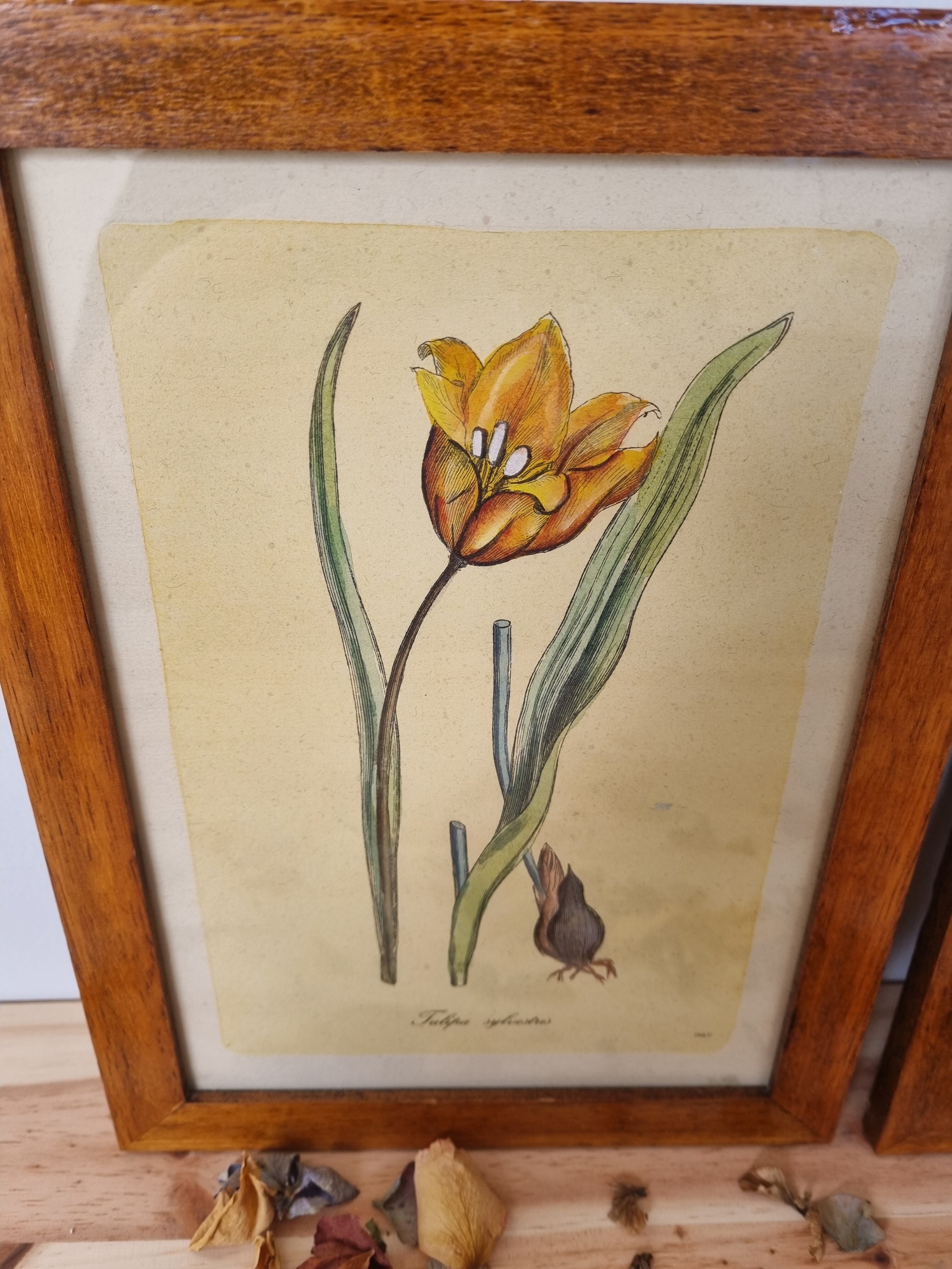 Pair of vintage frames watercolors flowers