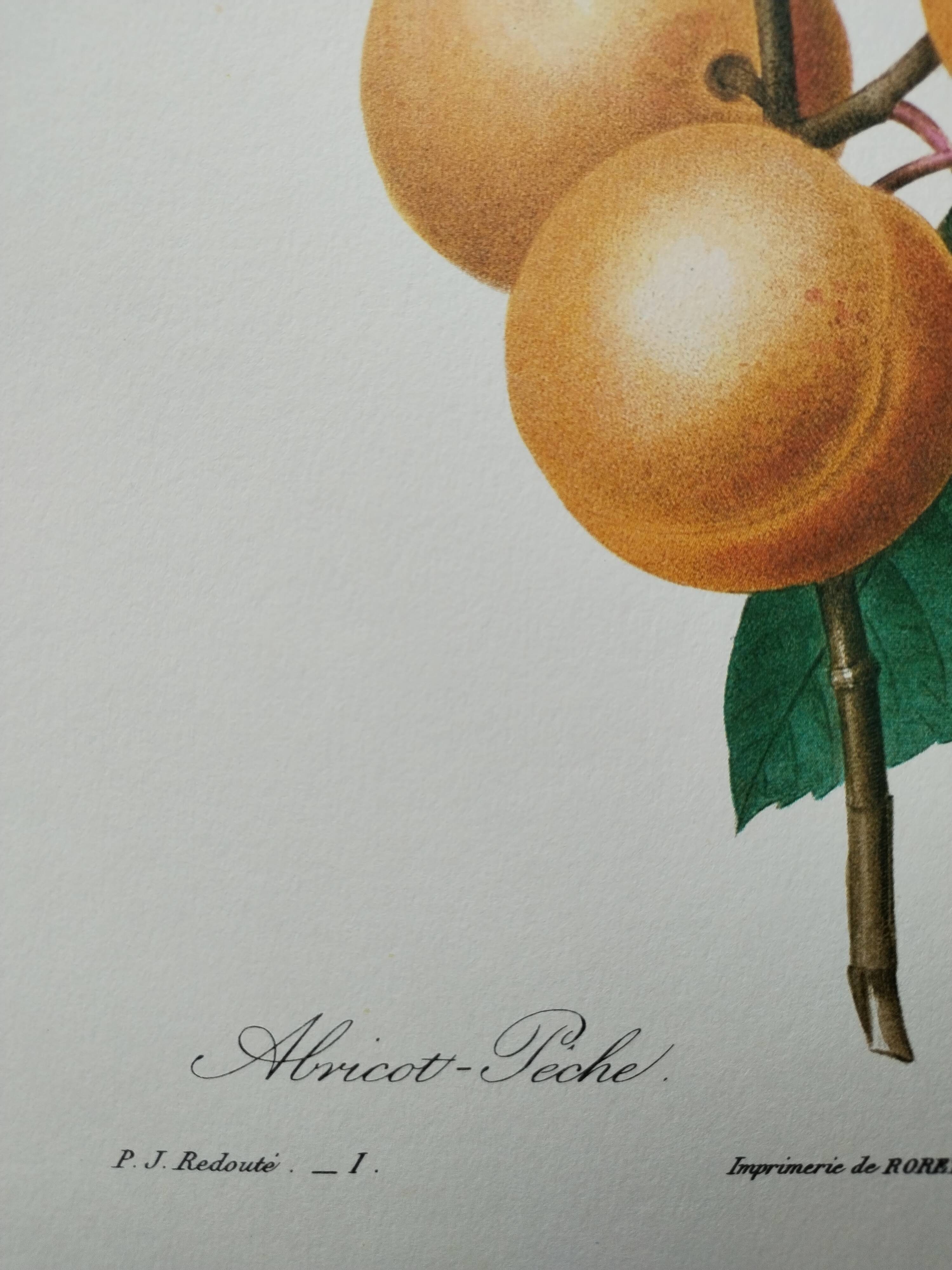 Planche illustrée originale abricot-pêche