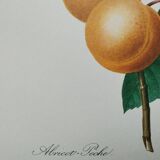 Planche illustrée originale abricot-pêche