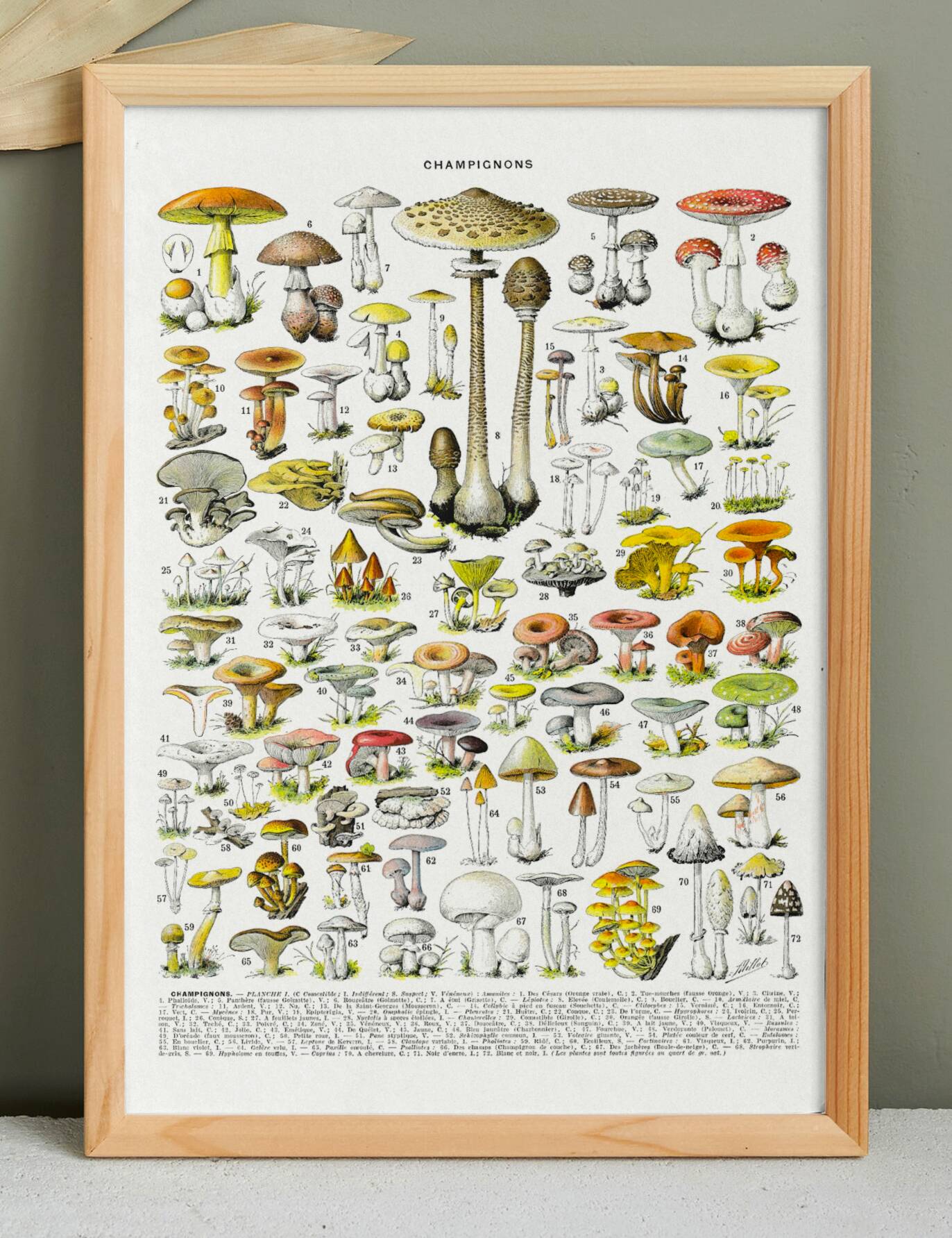 Poster about "Amanita" mushrooms, based on a 1928 lithograph