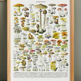 Poster about "Amanita" mushrooms, based on a 1928 lithograph