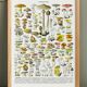 Poster about "Amanita" mushrooms, based on a 1928 lithograph