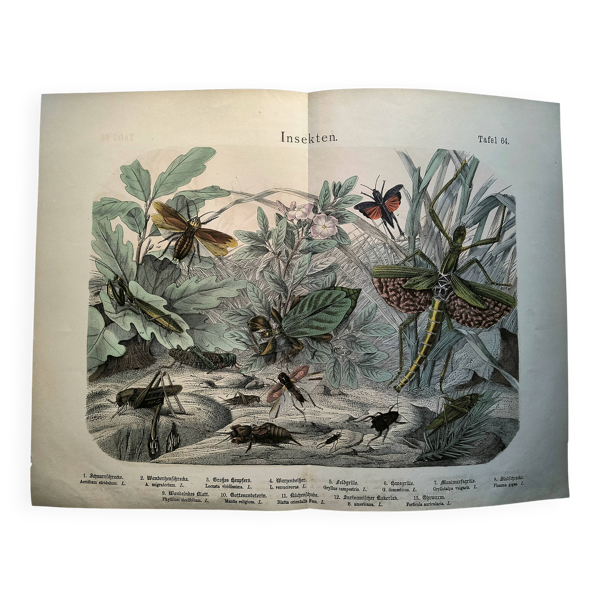 Gravure ancienne de 1886 - Insectes tropicaux et sauterelles - Lithographie — Beyit