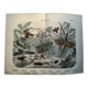 Gravure ancienne de 1886 - Insectes tropicaux et sauterelles - Lithographie