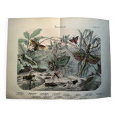 Gravure ancienne de 1886 - Insectes tropicaux et sauterelles - Lithographie