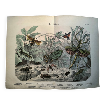 Old engraving from 1886 - Tropical insects and grasshoppers - Lithograph