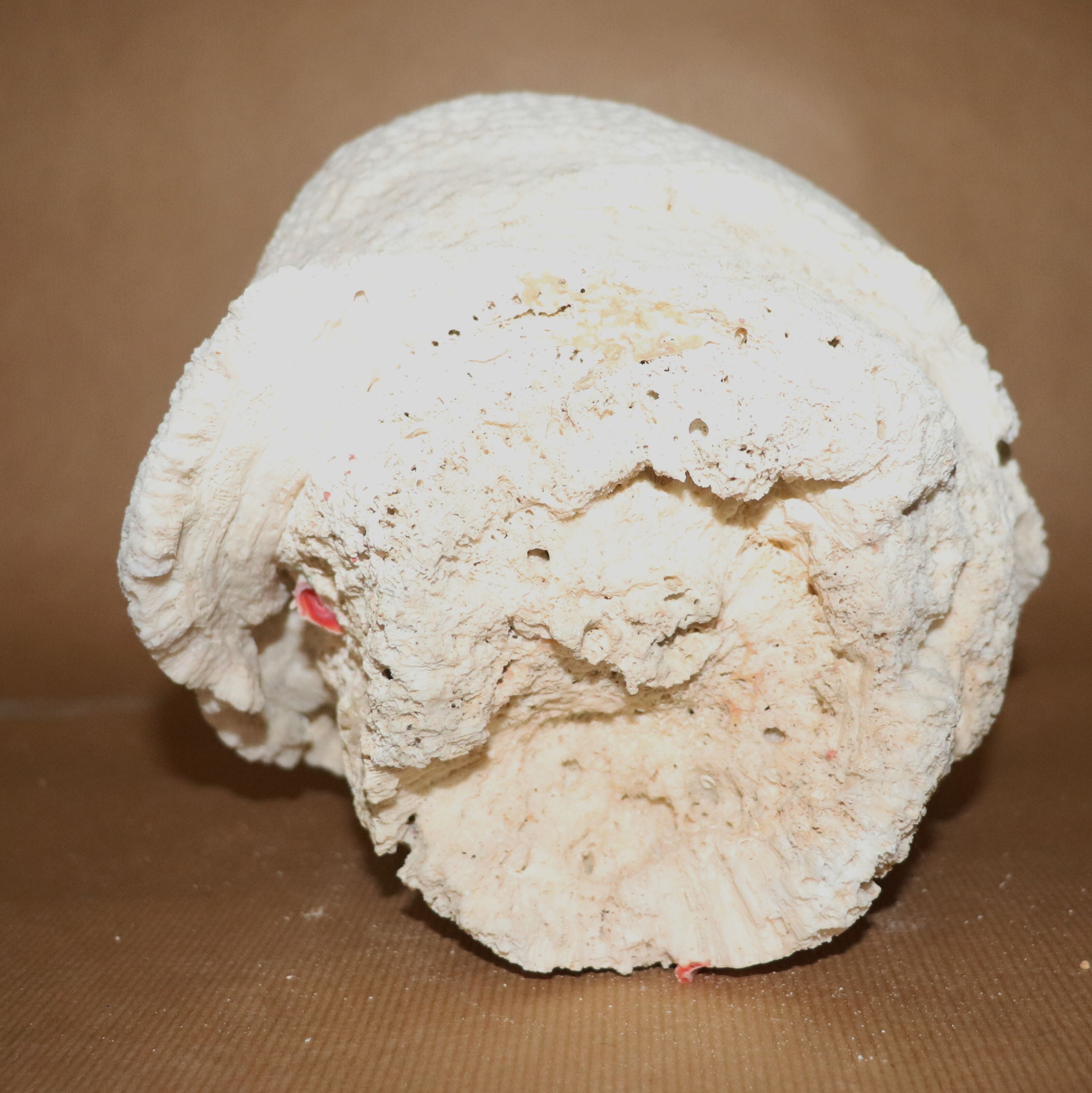 Corail Blanc boule diamètre 20 cm