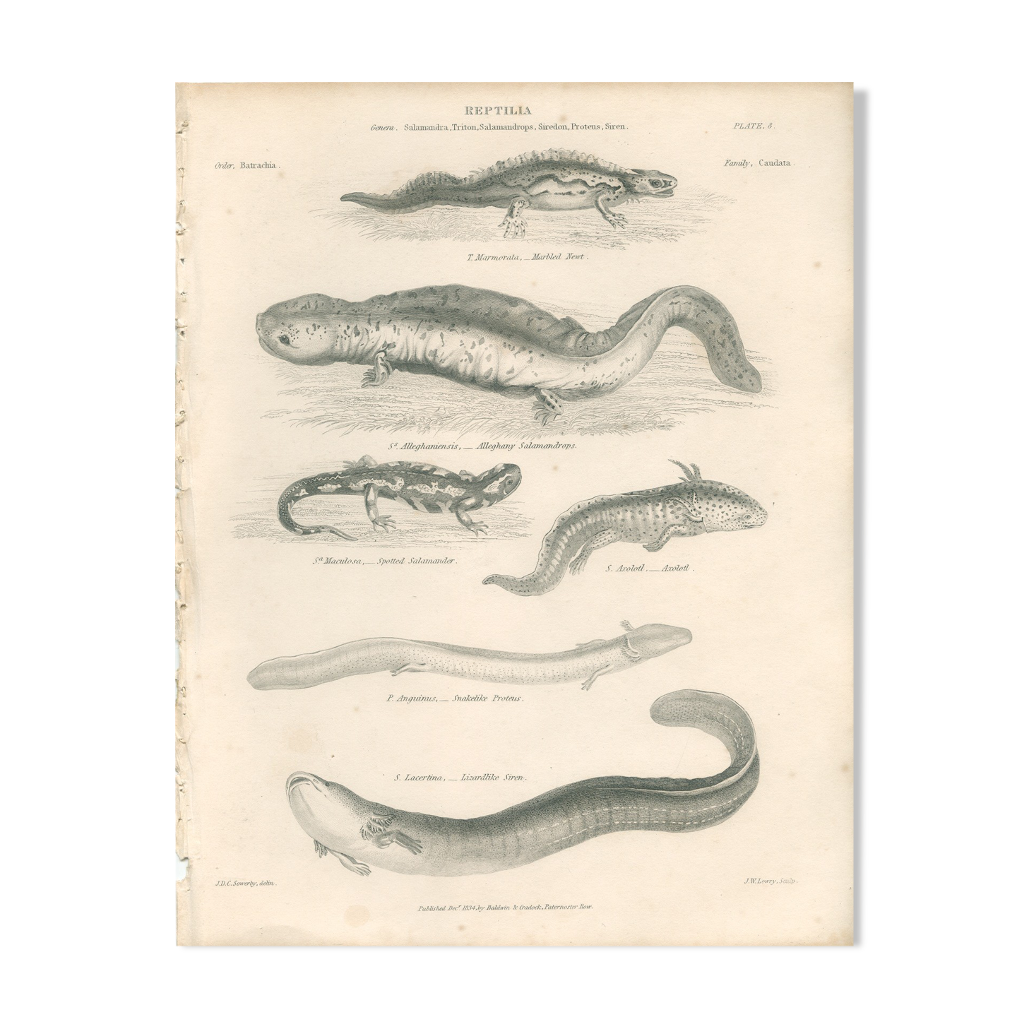 Old engraving of reptiles including salamander, marbled newt, Pl8, 1834