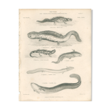 Old engraving of reptiles including salamander, marbled newt, Pl8, 1834