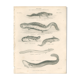 Old engraving of reptiles including salamander, marbled newt, Pl8, 1834