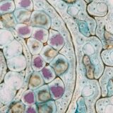 Decorative plate Danuta Le Henaff